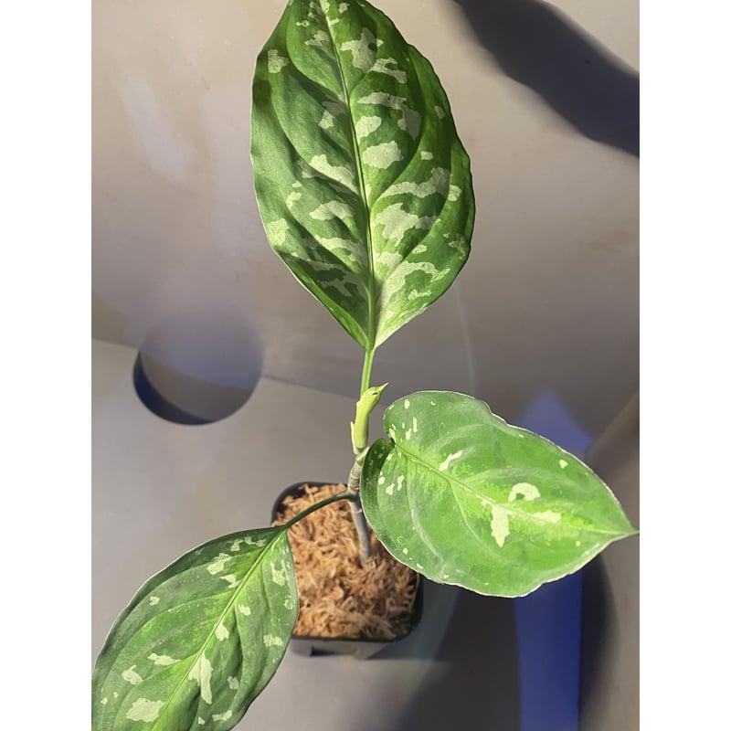 Aglaonema pictum GW1707 