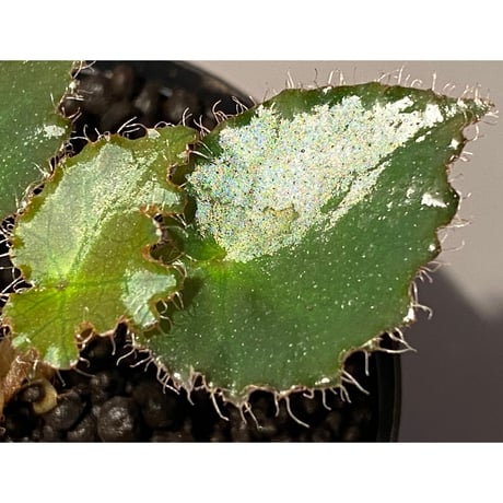Begonia cf. ferox from Cao Bang [YH040519BK] TK