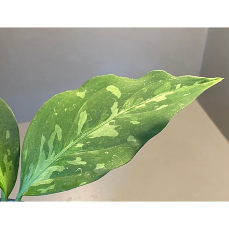 Aglaonema pictum tricolor from Aceh sumatera [LA0819-01b]