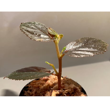 Begonia sp. from Batang Ai [R0115-03]