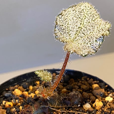 Begonia ningmingensis from Cao Bang