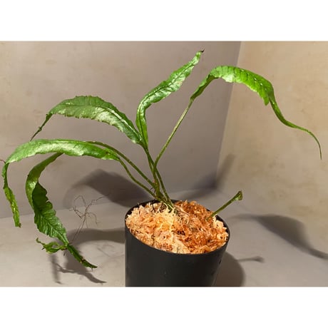 Microsorum sp. "Natuna" [Grow aquarium] ①
