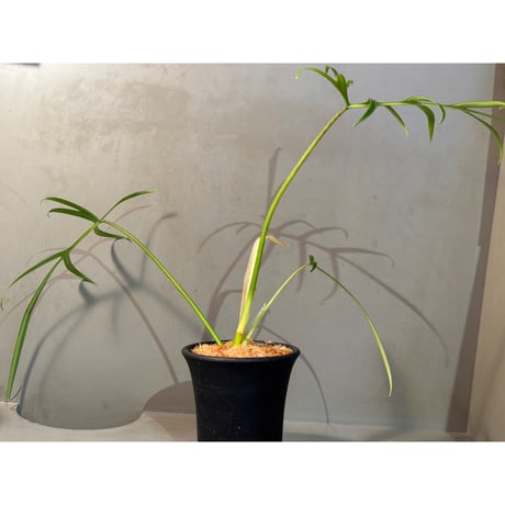 (常湿育成中) Philodendron polypodioides
