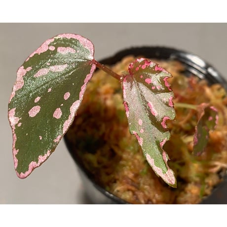 Begonia sp. "Crazy pink" from Lampung sumatera [LA1118-03]
