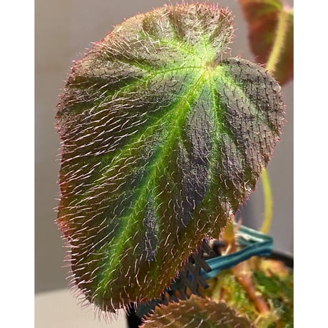 Begonia sp. from Sumatera Utara [HW0816-01]