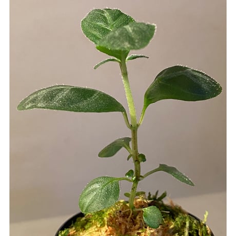 Gymnostachyum sp. f1 from Sumatera Barat [LA0414-01]