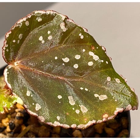 Begonia sp. from Aceh sumatera [LA1115-01T]