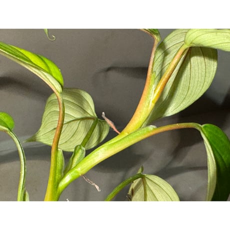 Philodendron sp. from Iquitos Peru [tanakay]