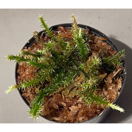 Moss "Kayulapis" Kalimantan barat [TB]