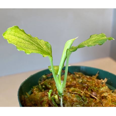 Homalomena sp. (Green) from Solok sumatera [LA0214-3]