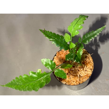 Bolbitis subcardata 西表島産