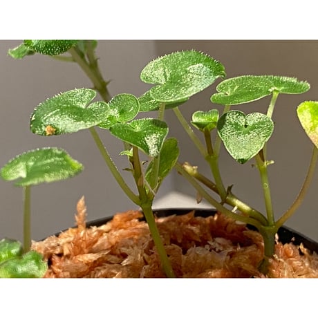 Geophila repens from Iquitos Peru [tanakay]
