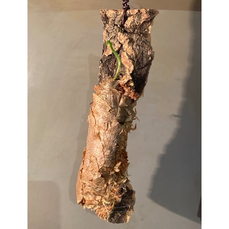 Drynaria bonii from Savannakhet Laos ①