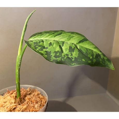 Aglaonema pictum " White-Devil" JCS from Pulau Nias [AZ0715-2]