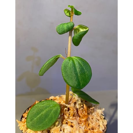 Peperomia sp. from Mt. Grupoka 1800m, East Highland, PNG