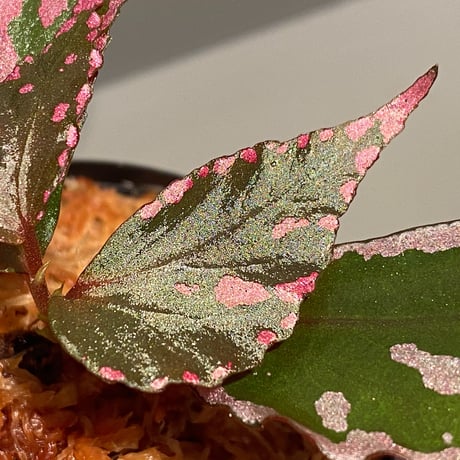 Begonia sp. ぼっち株 from Julau [R1214-01b]