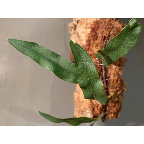 Microgramma squamulosa