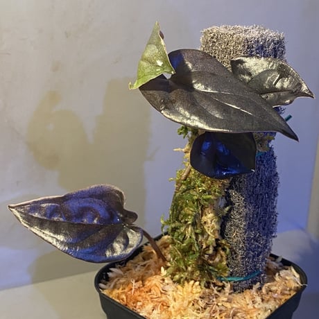 Syngonium sp. from Choco Colombia [tanakay]
