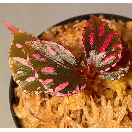 Begonia sp. ぼっち株 from Julau [R1214-01b]