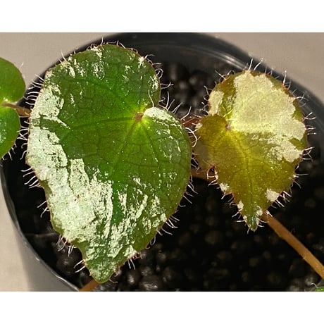 Begonia cf. ferox from Cao Bang [YH040519BK] TK