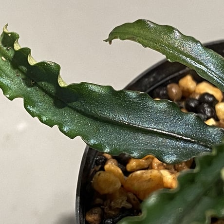 Bucephalandra sp. "MEDUSA"