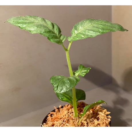 Ophiorrhiza sp. from Aceh Barat [HW0220-10]