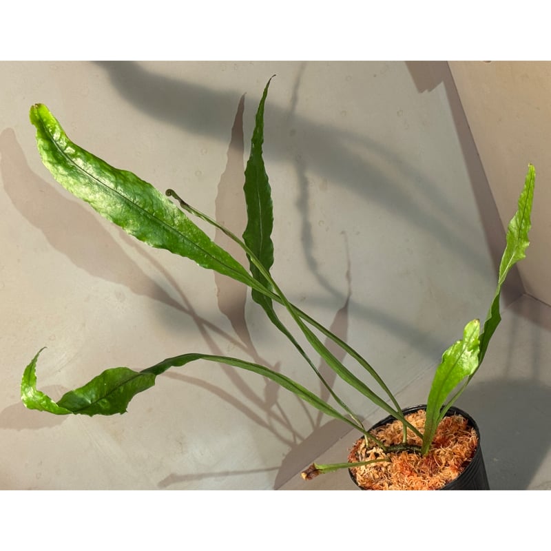 Microsorum sp. 奄美大島 | M・R・G・R