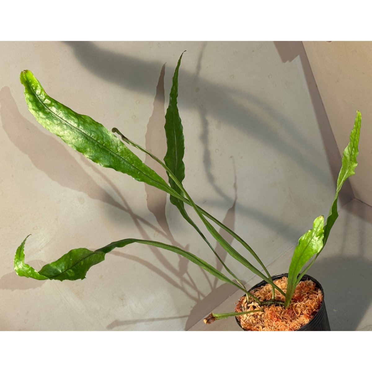Microsorum sp. 奄美大島 | M・R・G・R