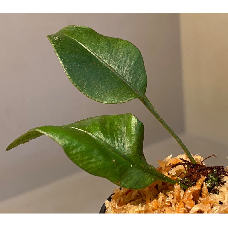 Elaphoglossum sp. from Iquitos Peru [tanakay] |