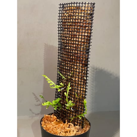 Teratophyllum aculeatum from Nanga pinoh [TB]