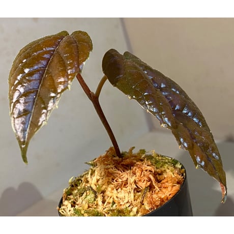 Pterisanthes sp. from Sidikalang [R0817-01c]