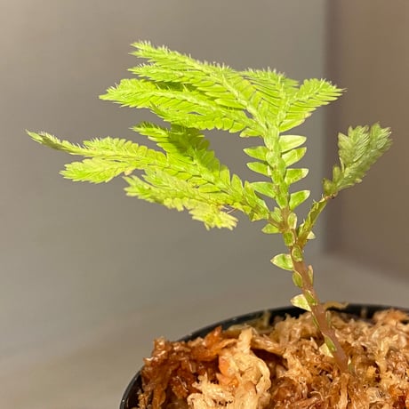 Selaginella sp. from Tanintharyi(Tennasserim)North Malay Peninsula Myanmar