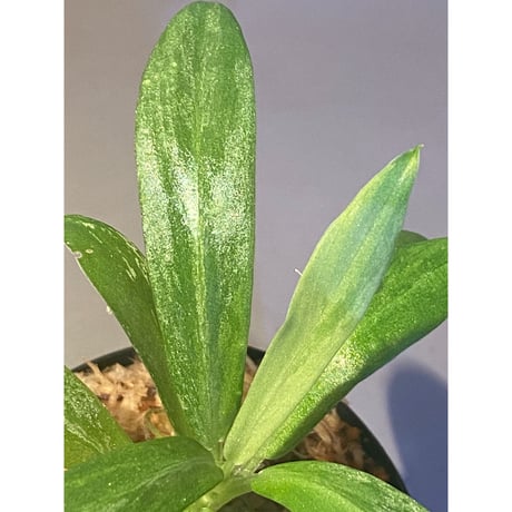 Schismatoglottis sp. "初霜錦" from Murung raya [LA0515-05]