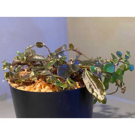 Pilea imparifolia from Iquitos Peru [tanakay]