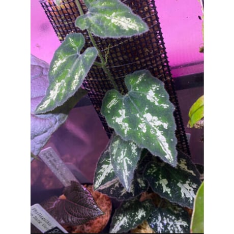Unknown climbing plants from Ngabang West Kalimantan