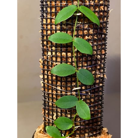 Ficus sp. from Trat Thailand