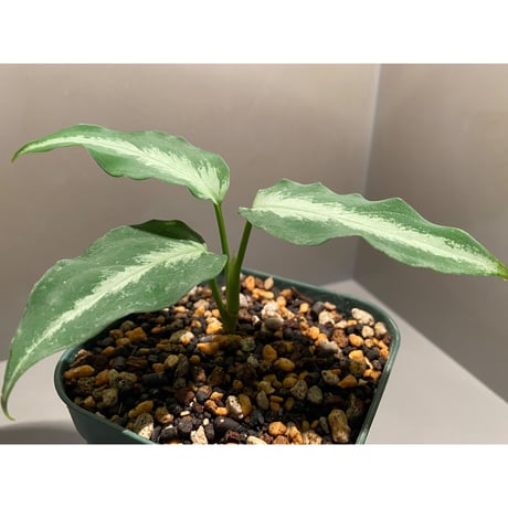 Aglaonema pictum A "しるば〜らいん" from Aceh sumatera [LA1118-06b]