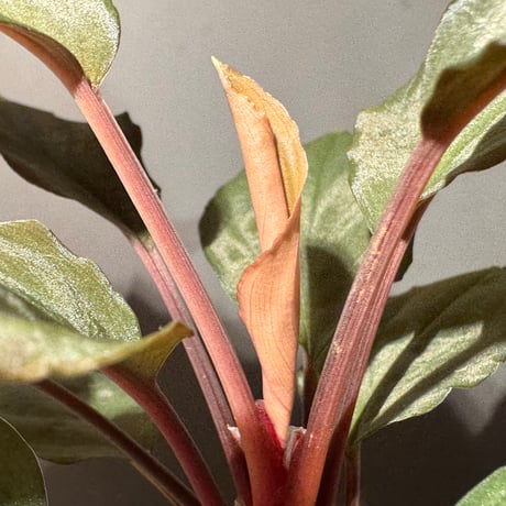 Homalomena sp. "Amber Velvet" from Kepulauan Riau