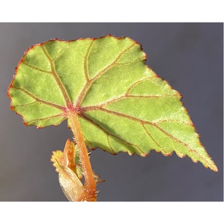 Begonia sp. from North Toraja [S0919-02] 伊藤蟻植物農園