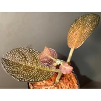 Bucephalandra sp. Type2 from Sintang kayu lapis