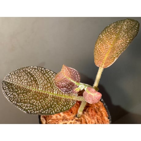 Ophiorrizha sp. from Kapuas hulu West Kalimantan