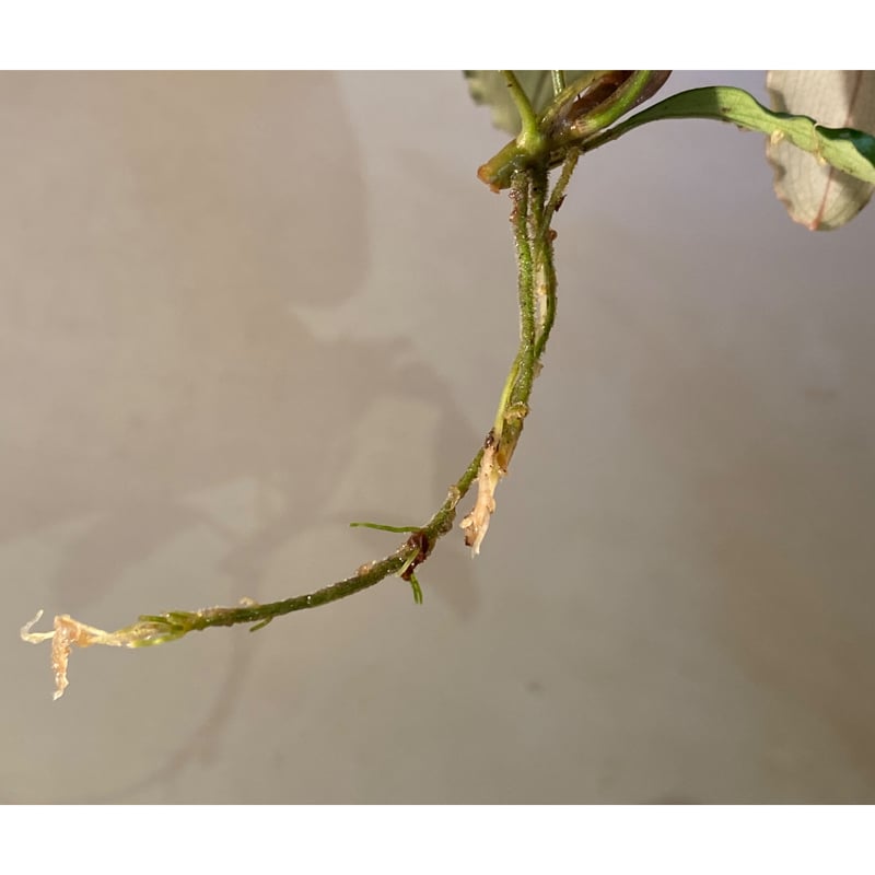 Bucephalandra sp. Red Diamond 2株 Bucephalandra sp. Red Diamond 2株 Bucephalandra sp. Red
