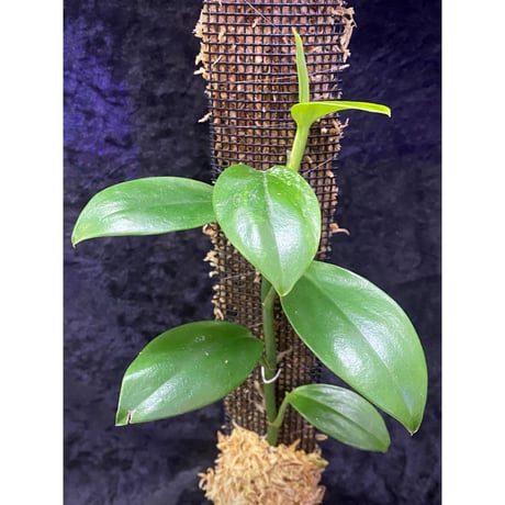 Rhaphidophora sp. from Trat Thailand