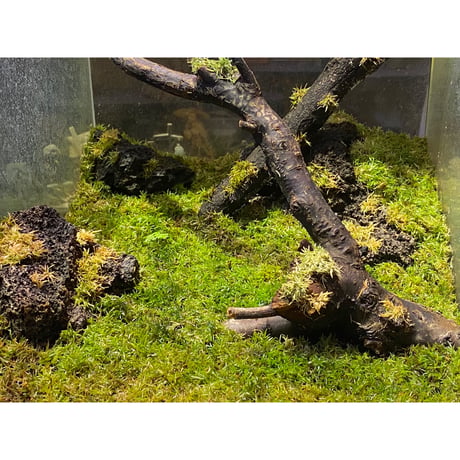 Moss from Ipoh State Malaysia