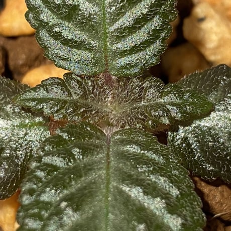 Nautilocalyx sp. 伊藤蟻植物農園