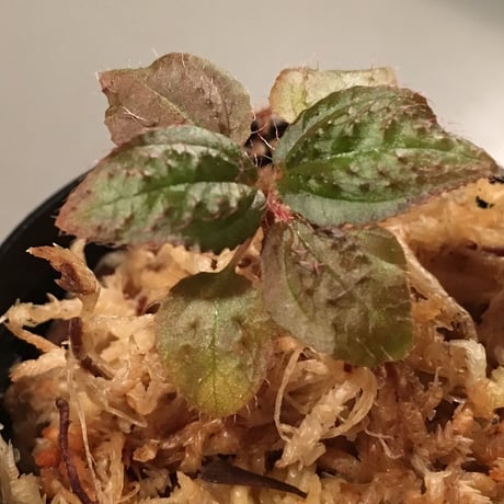 Triolena pustulata from South America  WF1