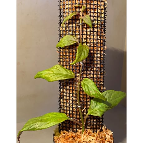 Drymonia affinis from Ecuador