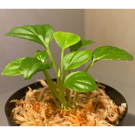 Homalomena sp. "Minimum" from Padan Utara [AZ0512-04]