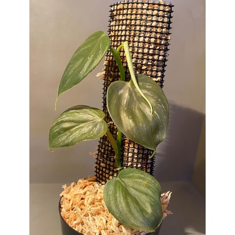 Philodendron sp. from Iquitos Peru [tanakay]