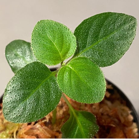 Gymnostachyum sp. from Tigalingga [HW0219-02-f1]